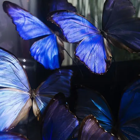 Ξενοδοχείο Moliere 4*